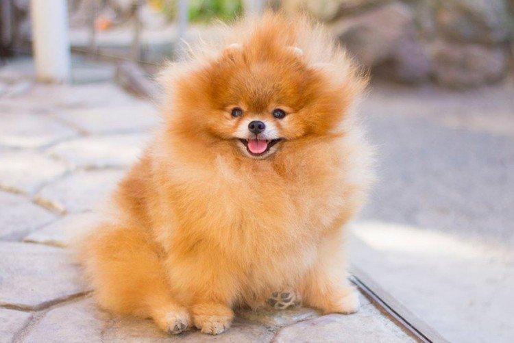 Условия содержания - Уход за померанским шпицем