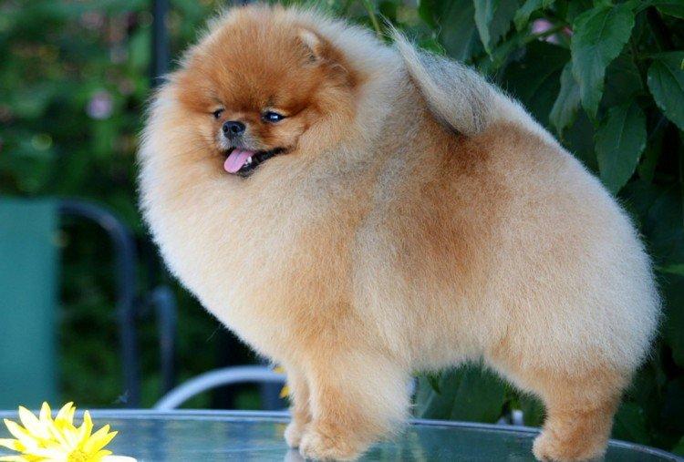 Гигиена - Уход за померанским шпицем