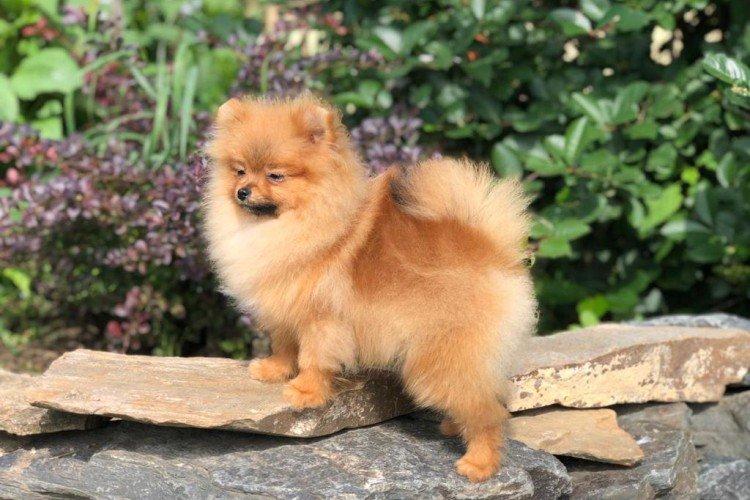 Прогулки - Уход за померанским шпицем