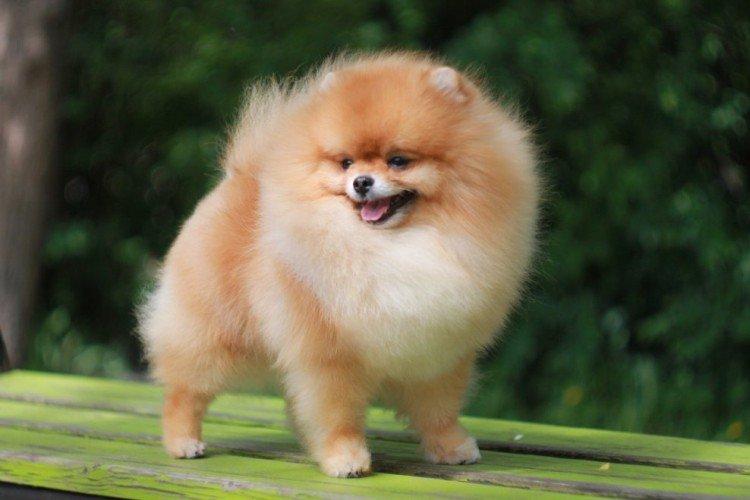 Обучение и дрессировка - Уход за померанским шпицем