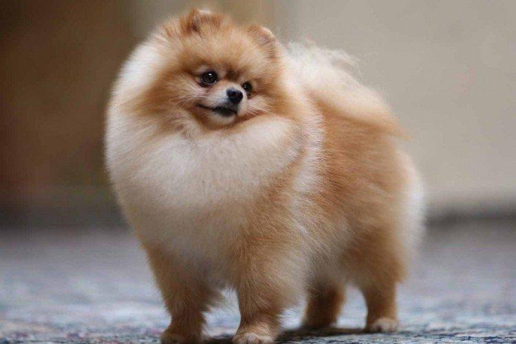 Чем кормить померанского шпица