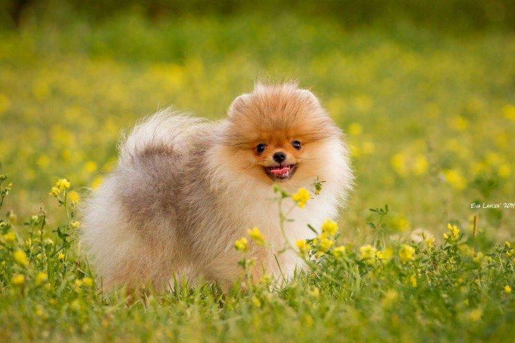 Померанский шпиц - фото