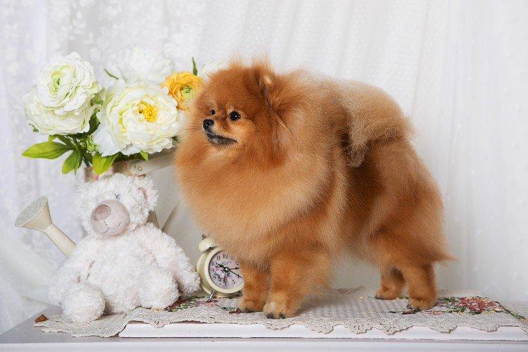 Померанский шпиц - фото