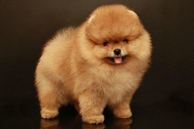 Померанский шпиц - фото