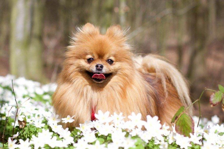 Померанский шпиц - фото