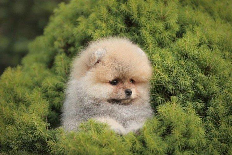 Померанский шпиц - фото