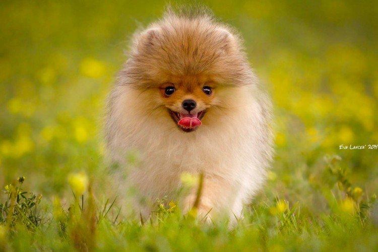 Померанский шпиц - фото