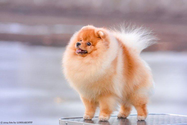 Померанский шпиц - фото