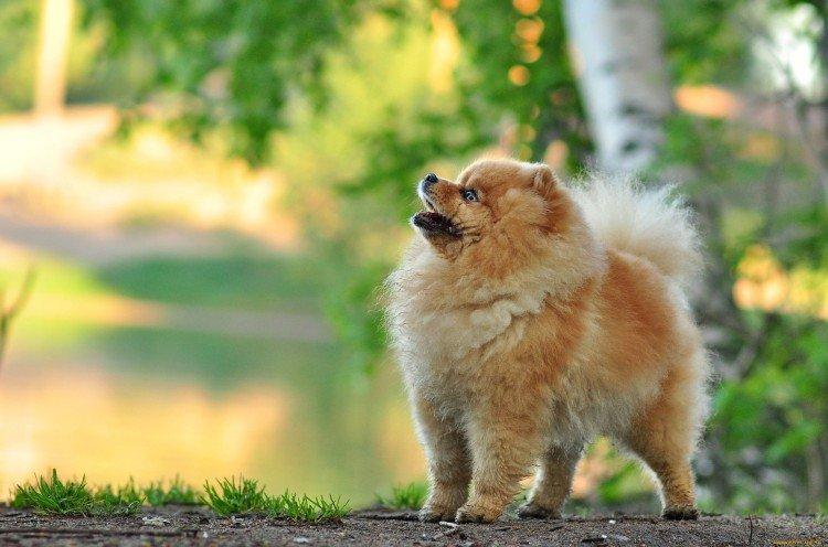 Померанский шпиц - фото