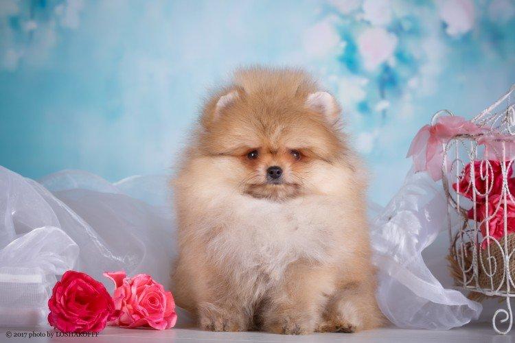 Померанский шпиц - фото