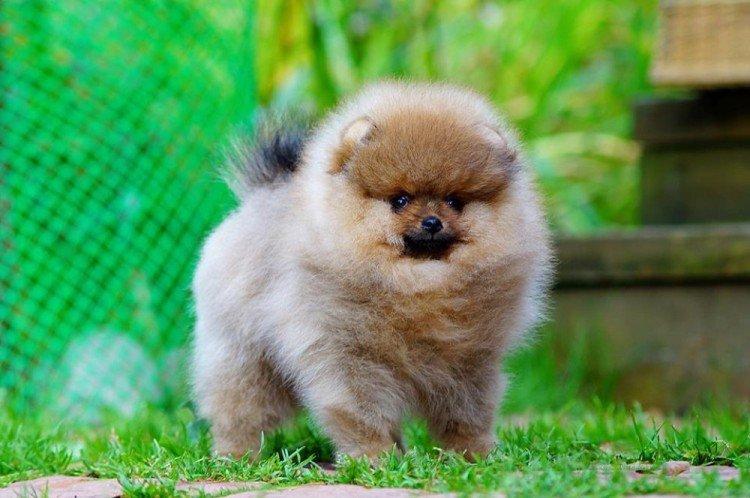Померанский шпиц - фото