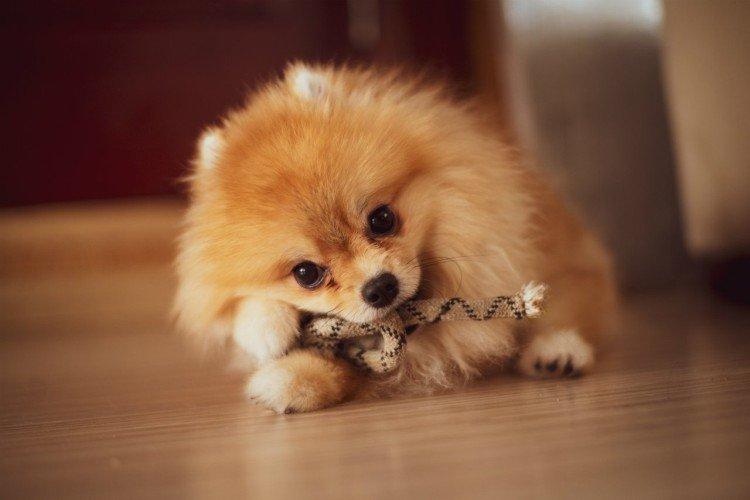 Померанский шпиц - фото