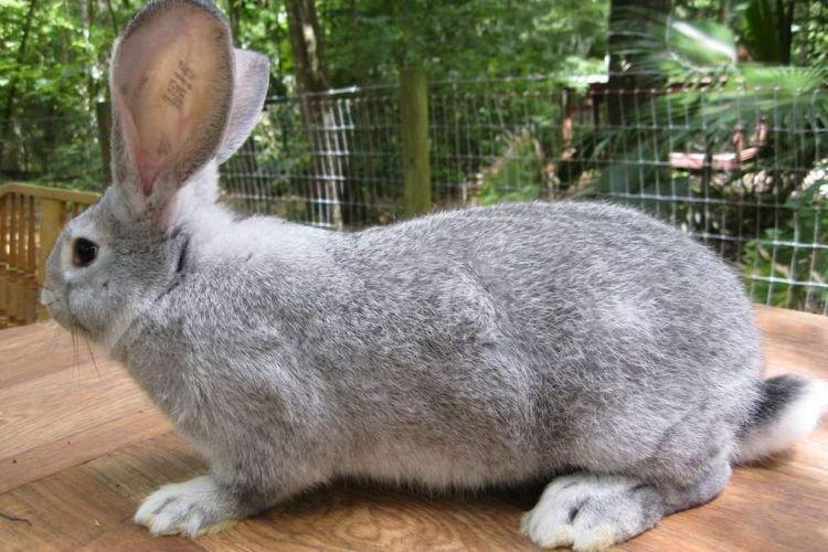 Фландр - Мясные породы кроликов