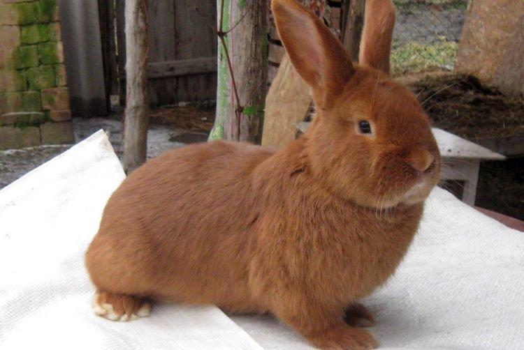 Новозеландский - Мясные породы кроликов