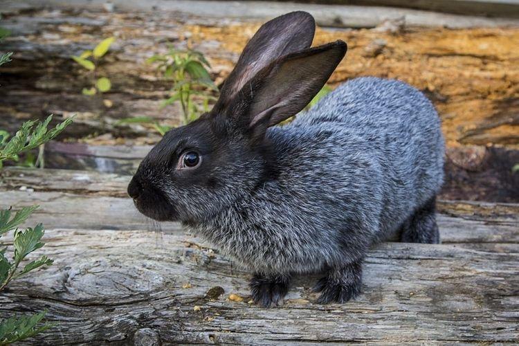 Европейский серебряный - Мясные породы кроликов