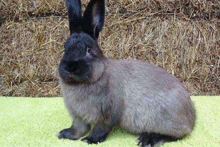 Советский мардер - Меховые породы кроликов