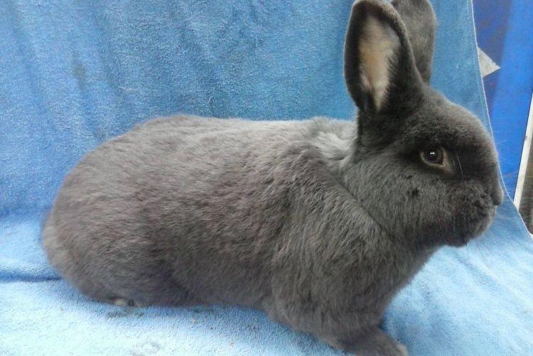 Венский голубой - Меховые породы кроликов