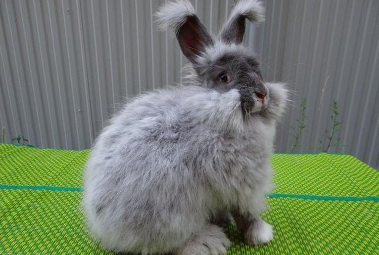 Песцовый - Пуховые породы кроликов