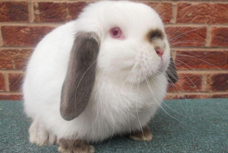 Гималайский - Декоративные породы кроликов