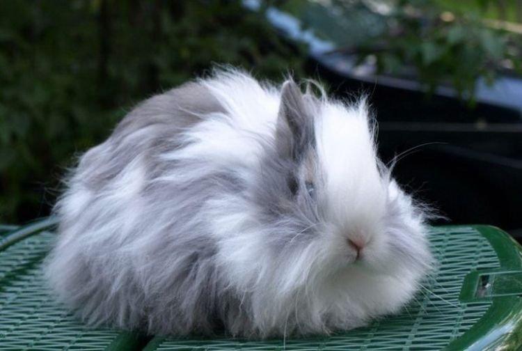 Тедди - Декоративные породы кроликов