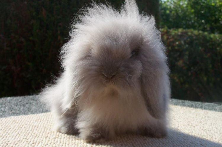 Вислоухий лев - Декоративные породы кроликов