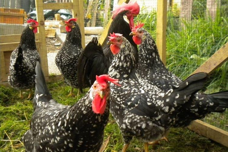 Анкона - Породы кур несушек