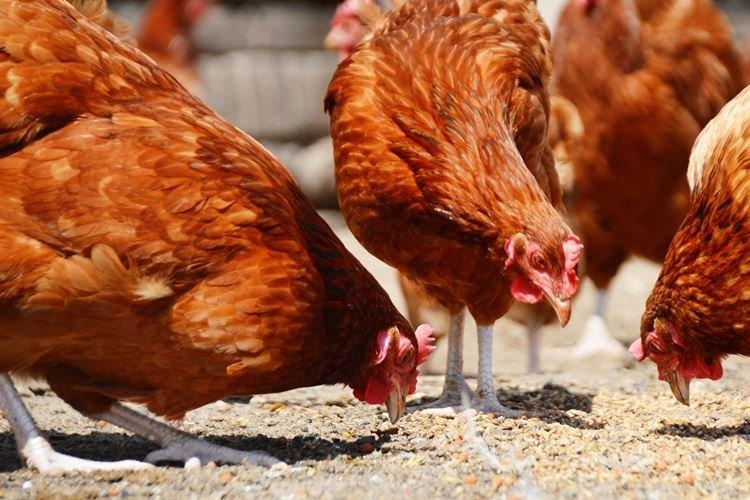 Тетра - Породы кур несушек