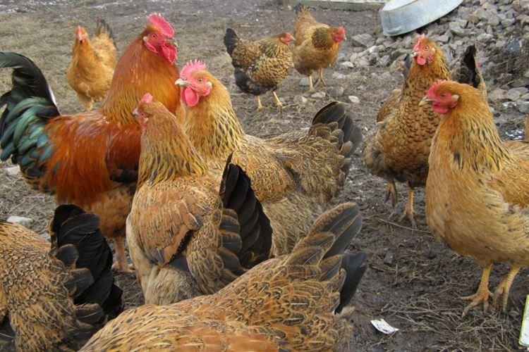 Кучинская юбилейная - Породы кур несушек