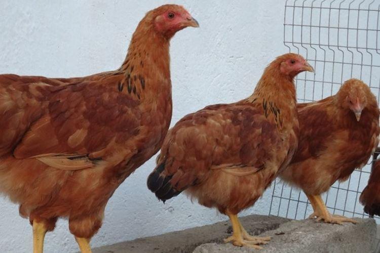 Нью-Гемпшир - Породы кур несушек