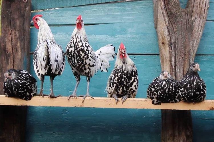 Гамбургская - Породы кур несушек