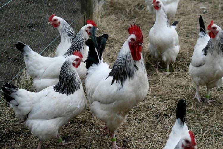 Адлерская серебристая - Породы кур несушек