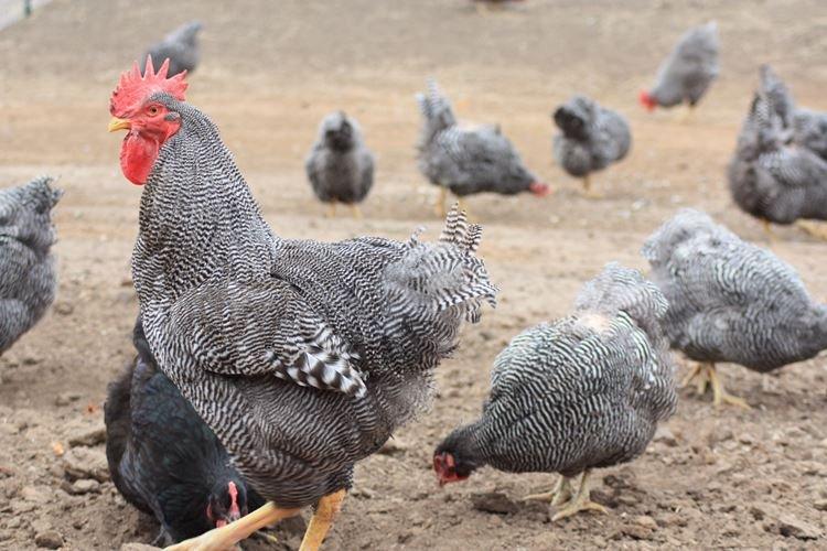 Доминант - Породы кур несушек