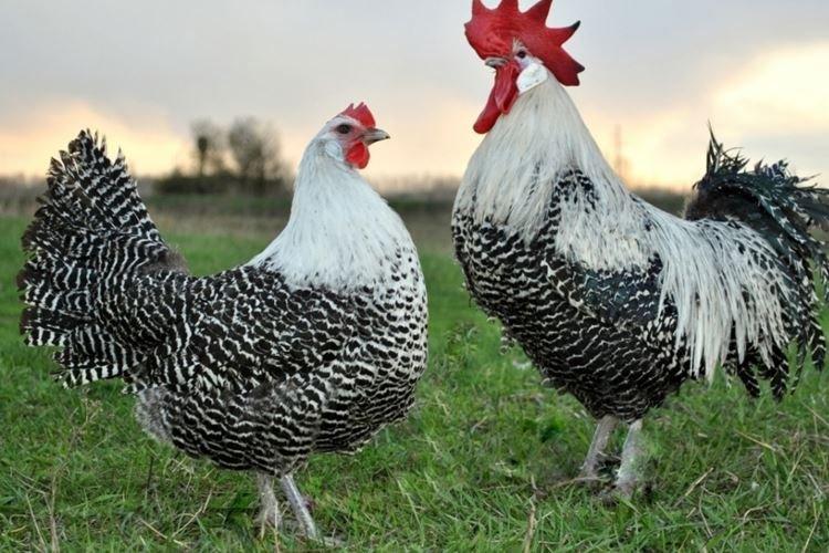 Кампин - Породы кур несушек