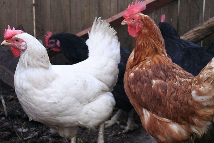 Хай Лайн - Породы кур несушек