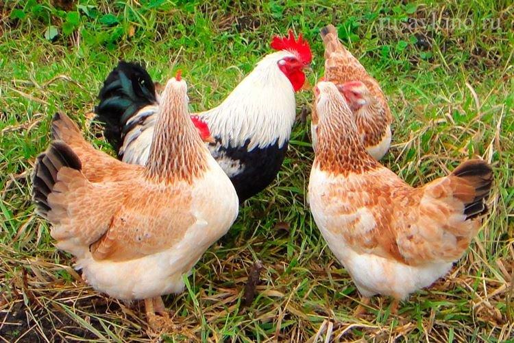 Загорская лососевая - Породы кур несушек