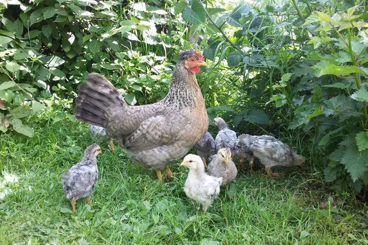 Пасхальная - Породы кур несушек