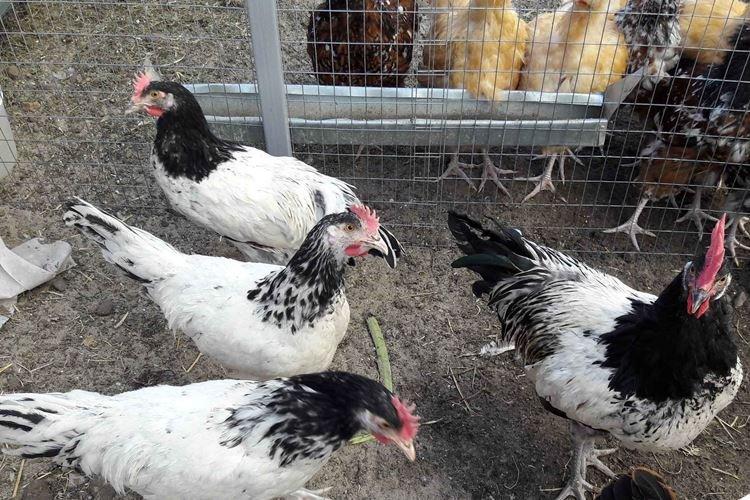 Лакенфельдер - Породы кур несушек