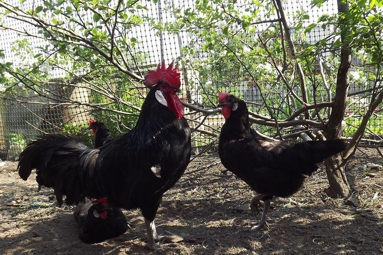 Минорка - Породы кур несушек