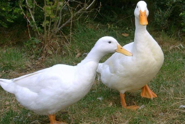 Стар 53 - Мясные породы уток