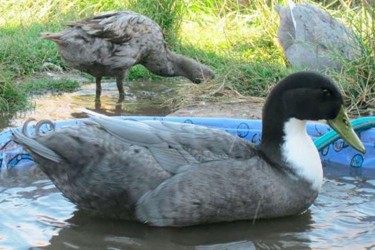 Шведская голубая - Мясояичные и яичные породы уток