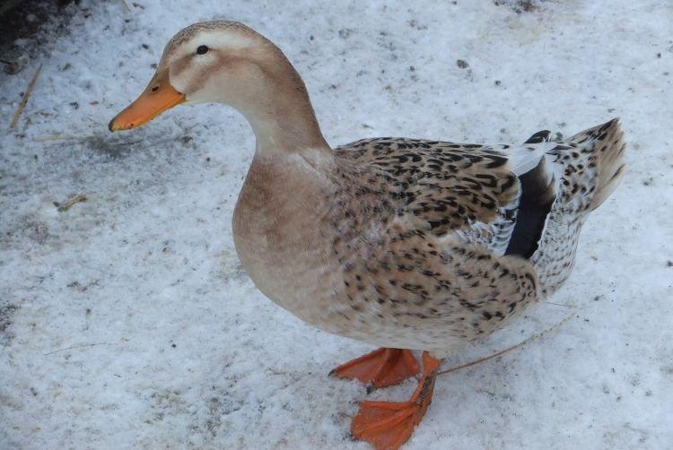 Башкирская цветная - Мясояичные и яичные породы уток