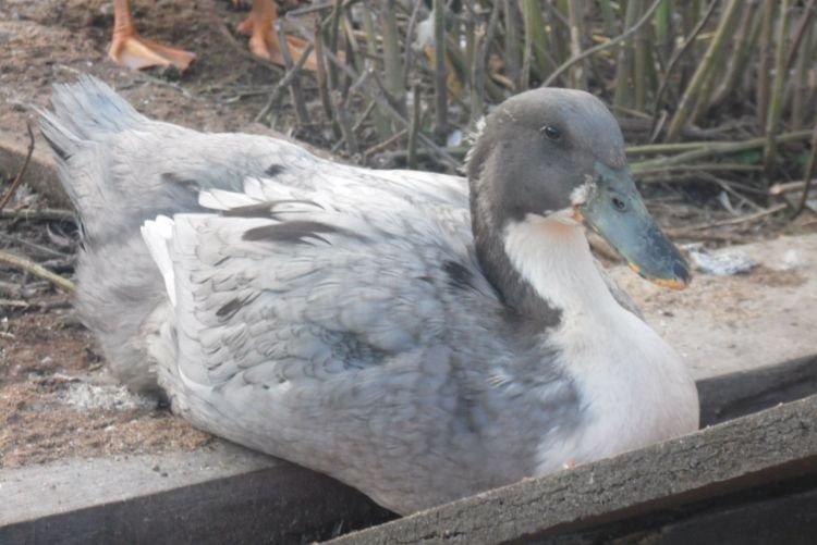 Фаворит - Мясояичные и яичные породы уток