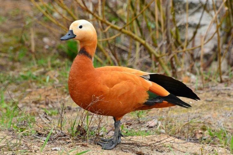 Огарь - Декоративные породы уток