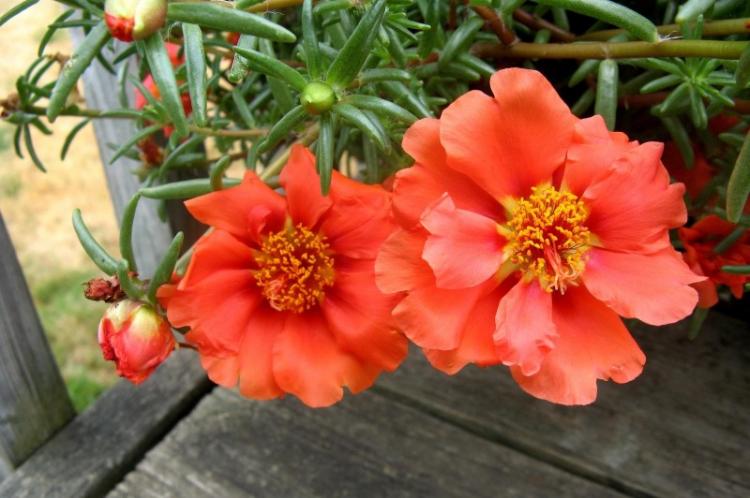 Общая характеристика - Портулак