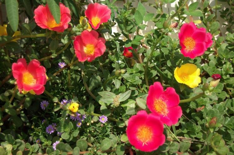 Фламенко - Виды портулака