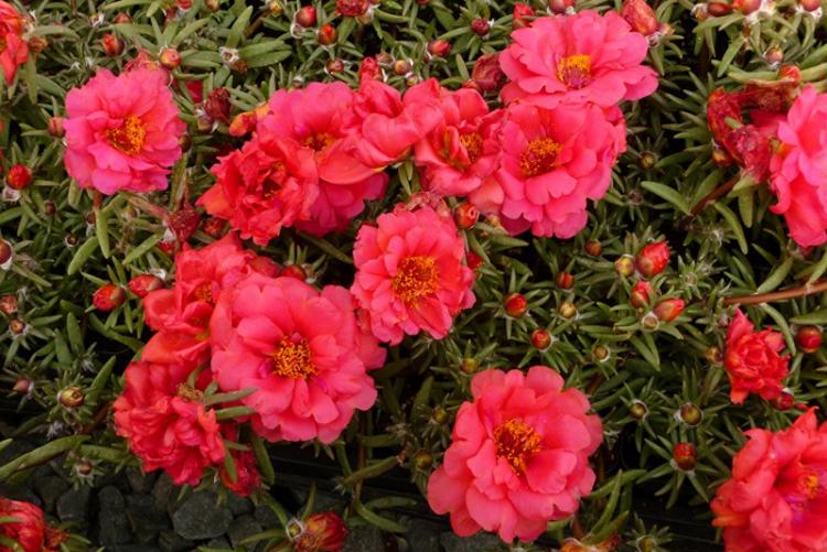 Черри - Виды портулака