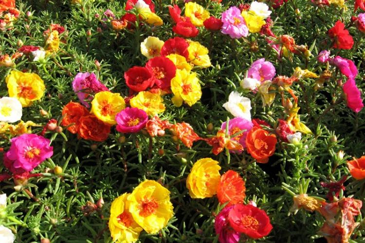 Каламбур - Виды портулака