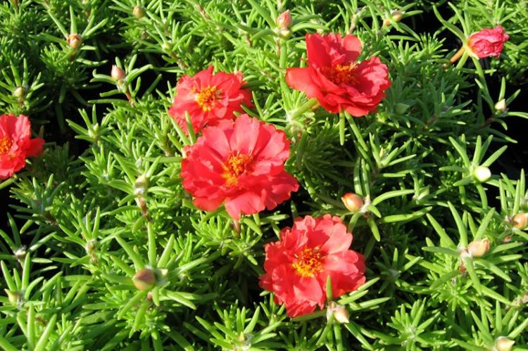 Портулак алый - Виды портулака