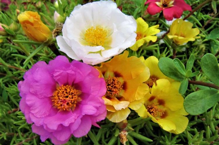 Сангло - Виды портулака