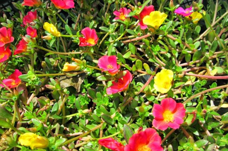 Соня - Виды портулака